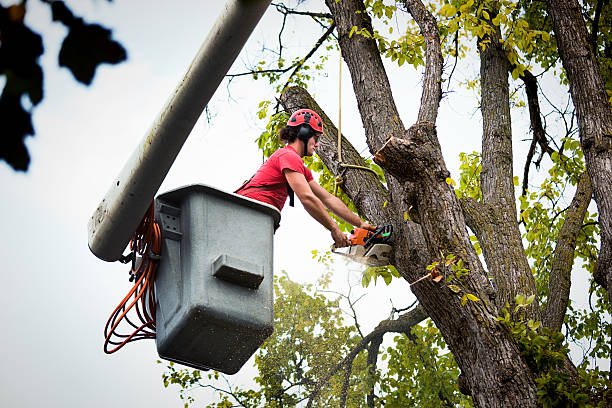 Loop, PA Tree Removal and Landscaping Services Company